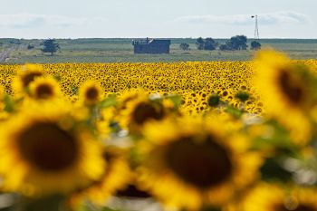 Sunflowers and abandoned house in Hand County.