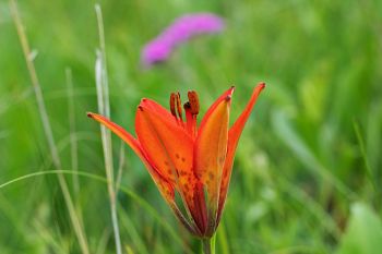 Wood lily and prairie phlox in bloom at Sioux Prairie Preserve near Colman.