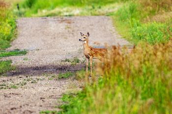 Fawn on the lookout in Esmond.