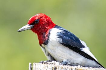 Red-headed woodpecker in rural Moody County.