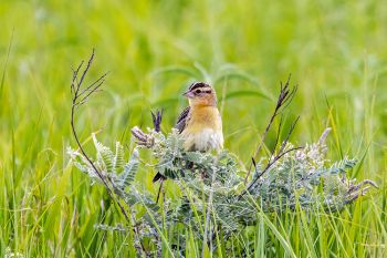 A bobolink at Sioux Prairie Preserve near Colman.