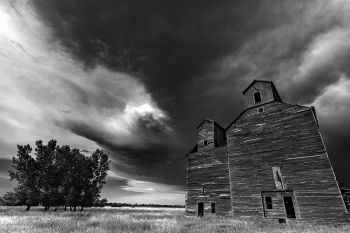 Sentinels from an earlier time at Esmond.