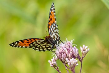 The Regal Fritillary butterfly is a species of special concern that is only found in our remaining tall grass habitats. This one was found and photographed at Jacobson Fen in rural Deuel County this August.