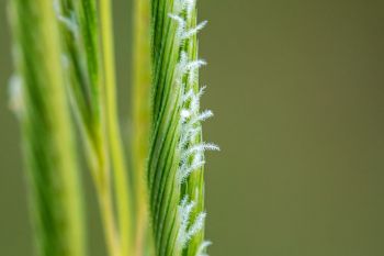 Other recent botany photographs include this macro of prairie cord grass florets emerging.