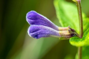 Fuzzy skullcap buds about to bloom at Jacobson Fen.