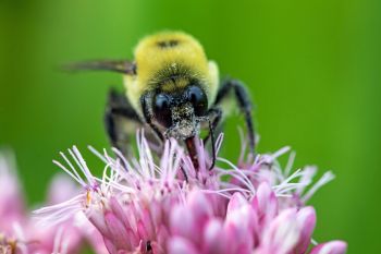 A bumblebee full of pollen on a Spotted Joe-Pye Weed at 7-mile fen in Deuel County.