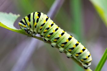 A black swallowtail caterpillar found at 7-mile fen.