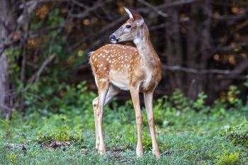 A fawn emerging from the woods of Newton Hills State Park as evening falls.