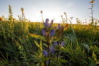 A bottle gentian shows off its late summer blues in the golden sunset light at Sioux Prairie Preserve near Colman.