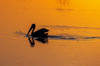 A pelican at sunset in a slough along the road home in rural Moody County.