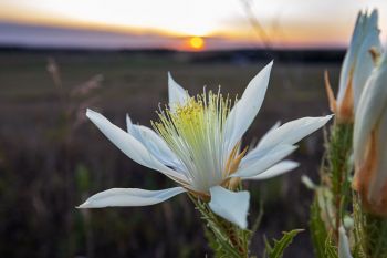 A ten-petal blazing star in bloom on a chalky outcropping of Spirit Mound near Vermillion.