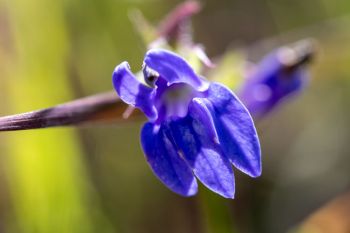 Great blue lobelia in rural Grant County.