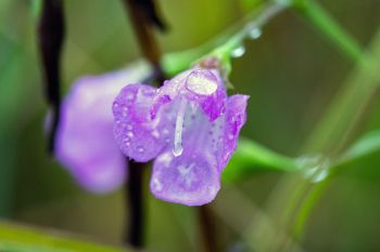 Slender-leaved false foxglove after a light rain at Sioux Prairie Preserve.