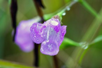 Slender-leaved false foxglove after a light rain at Sioux Prairie Preserve.