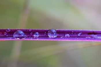 Rain drops on a near purple blade of grass at Sioux Prairie Preserve.