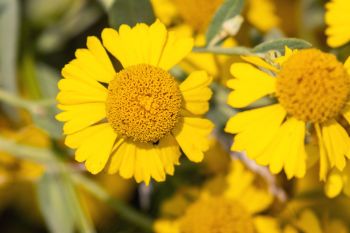 Sneezeweed blooms at Aurora Prairie Preserve.