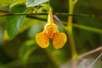 Jewelweed bloom at Jacobsen Fen in Deuel County.