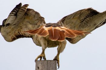 The tail feathers of a red-tailed hawk in Deuel County.