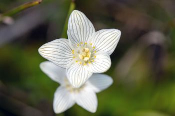 American grass of Parnassus at Jacobsen Fen.