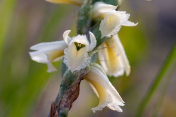 Great Plains ladies-tresses at 7-mile Fen in Deuel County.