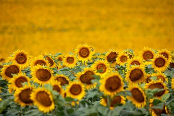 Sunflowers near Hayes.