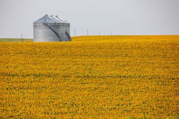 Sunflowers near Hayes.