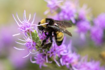 Bee on a gayfeather at Foster Bay Recreation Area.