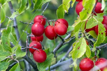 Wild plum at Foster Bay Recreation Area.