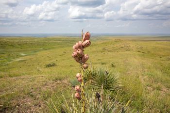 Pink yucca fruit pods looking over the Cheyenne River valley near Foster Bay.