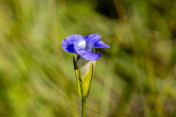 Lesser fringed gentian in rural Grant County.