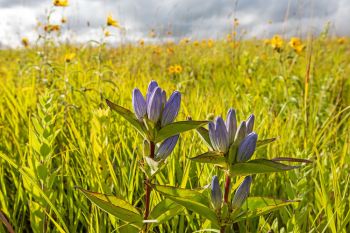 Bottle gentian with compass flowers at Sioux Prairie Preserve in Moody County.