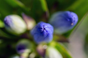 Top view of bottle gentian, which never open, however bumblebees are strong enough to pry themselves inside to get at the pollen.