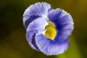Top view of a lesser fringed gentian.