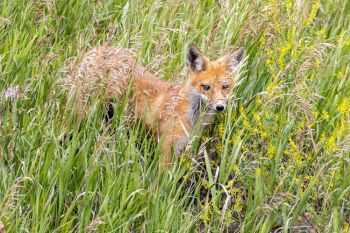Fox kit in tall grass, McPherson County.