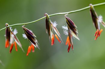 Sideoats grama florets at Sioux Prairie Preserve near Colman.