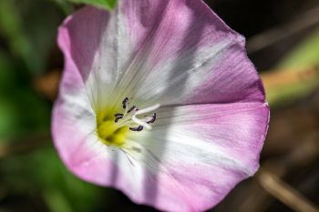 Bindweed flower at the Dells of the Big Sioux.