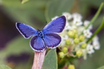 The beautiful blue on the other side of an Eastern-tailed blue.