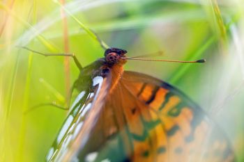 A regal fritillary in tall grass at the Aurora Prairie Preserve in Brookings County.