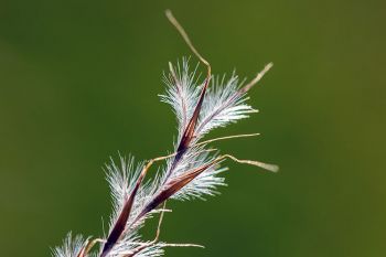 Little bluestem detail at Lake Herman State Park near Madison.