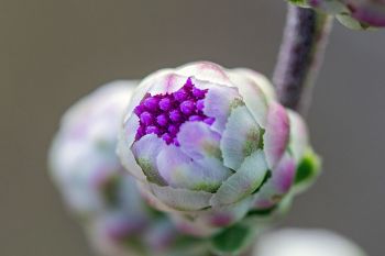 A blazing star bloom about to burst into the world at Lake Vermillion.