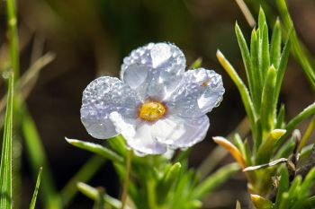 Dew on white phlox flower at Wind Cave National Park.