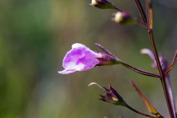 Slender-leaved false foxglove in the fens of southern Roberts County near Summit.