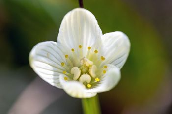 Grass of Parnassus bloom in the fens of southern Roberts County near Summit.