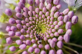 Rocky Mountain bee plant bloom in the Cave Hills of Harding County.