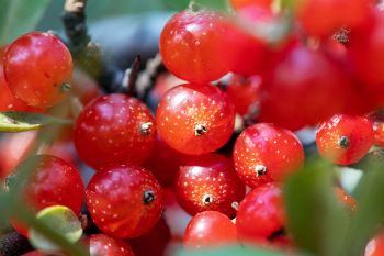 Buffalo berries found in the Slim Buttes of Harding County.