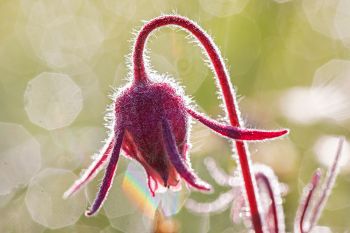 Dew and sunshine with a prairie smoke flower in the Slim Buttes of Harding County.