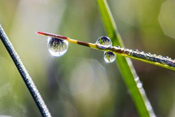 Dew drops, sunshine and grass at Slim Buttes.