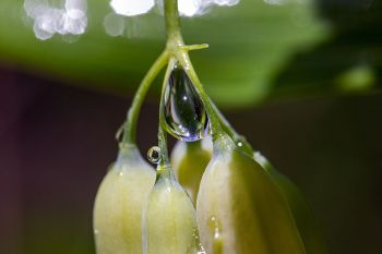 Water droplet on a smooth Solomon’s seal flower at the Dells of the Big Sioux.