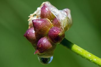 Wild garlic adorned with water droplets at the Dells of the Big Sioux.