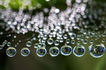 Dew on a spider web at Dewey Gevik Nature Area near Wall Lake.